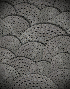10Cal_Chain_FNL